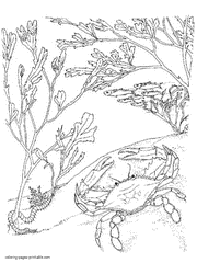 Crab on the seabed coloring page for free downloading
