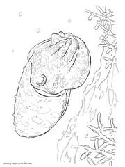Cuttlefish coloring pages. Sea animals