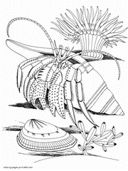 Sea animals coloring pictures for free. Hermit crabs
