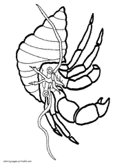 Sea and ocean animals coloring pages. Hermit crab