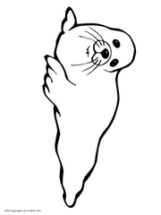 Harbor seal coloring page for kids