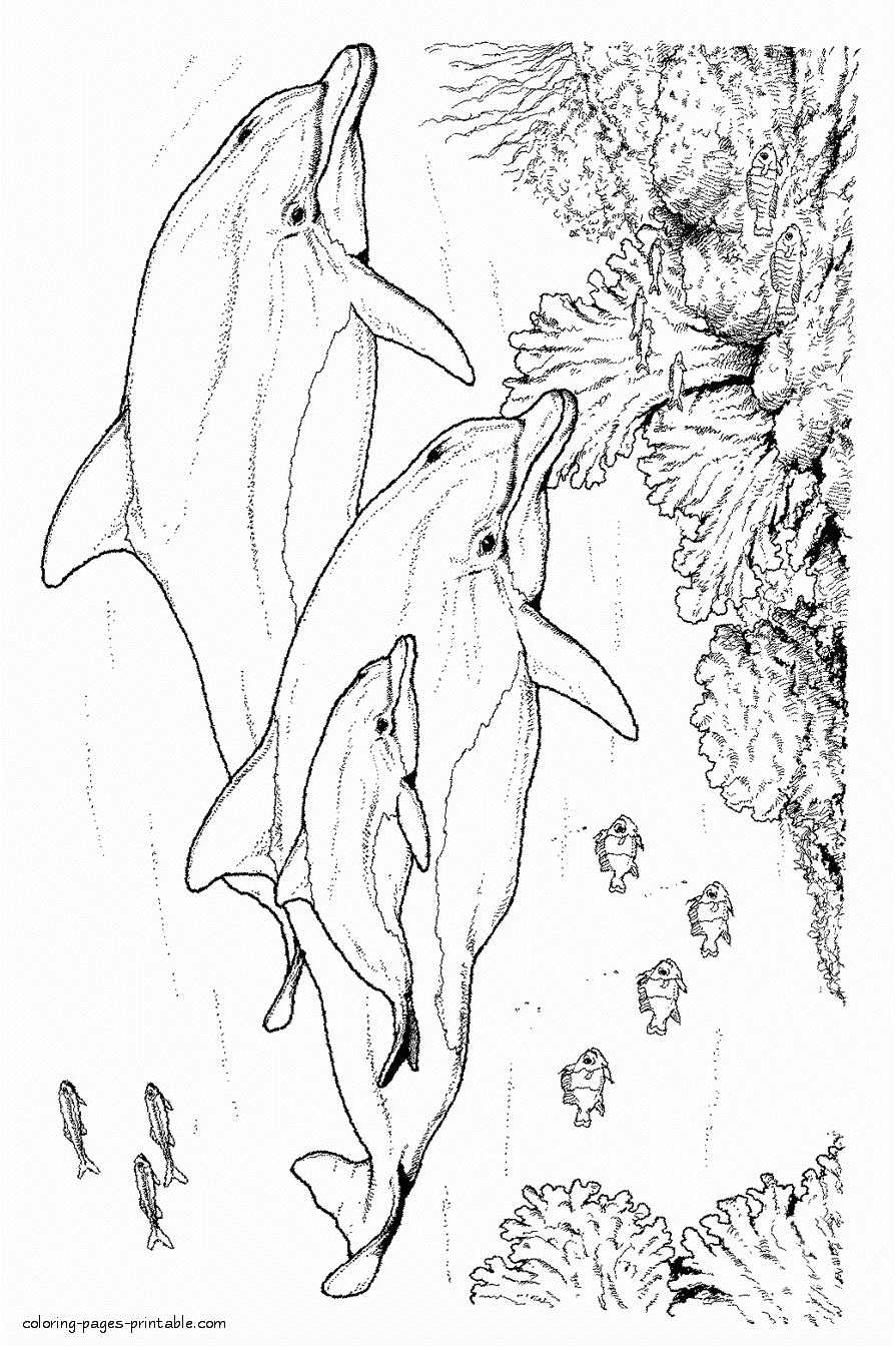 Sea animals for kids. Coloring pages || COLORING-PAGES-PRINTABLE.COM
