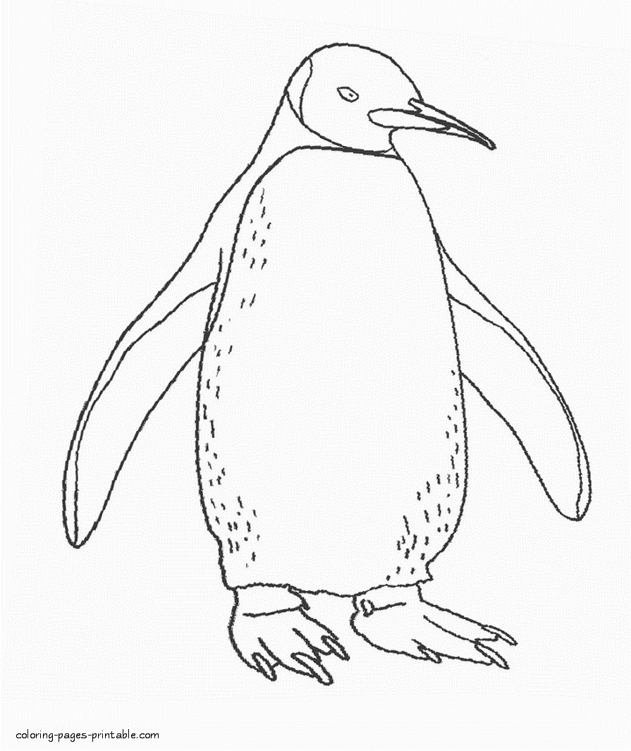 Download Sea animals printable. Penguin || COLORING-PAGES-PRINTABLE.COM