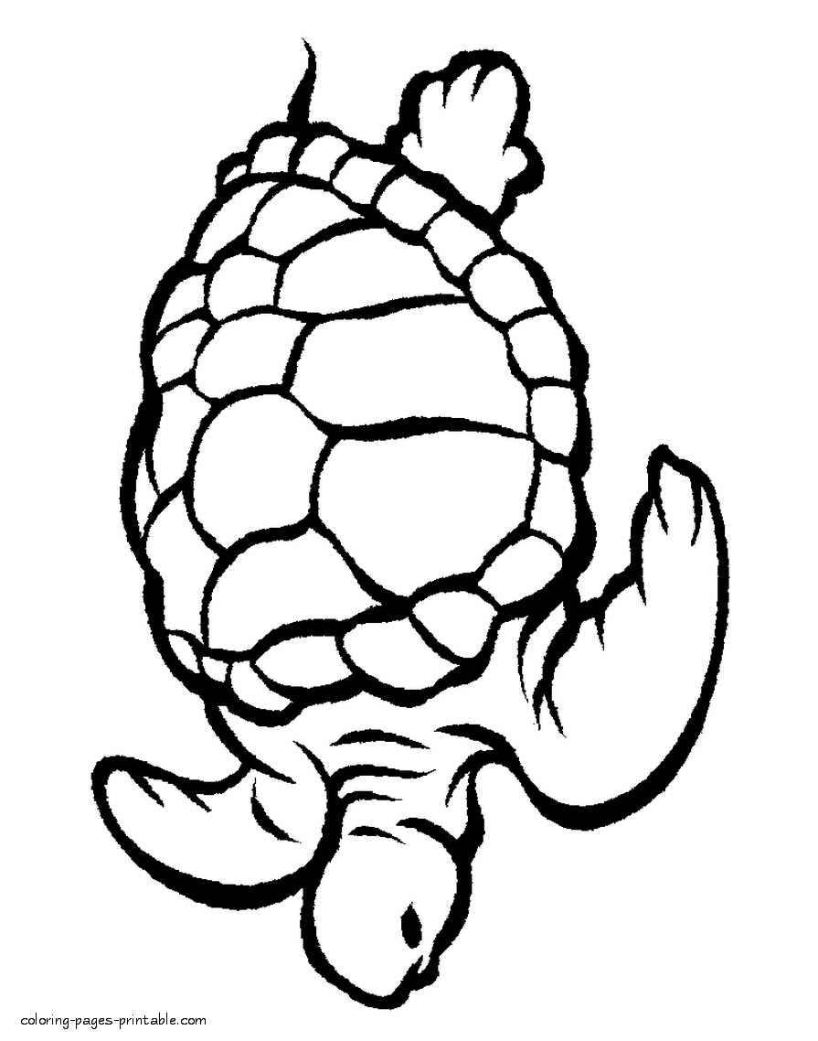 Turtle. Sea animals colouring pages || COLORING-PAGES-PRINTABLE.COM