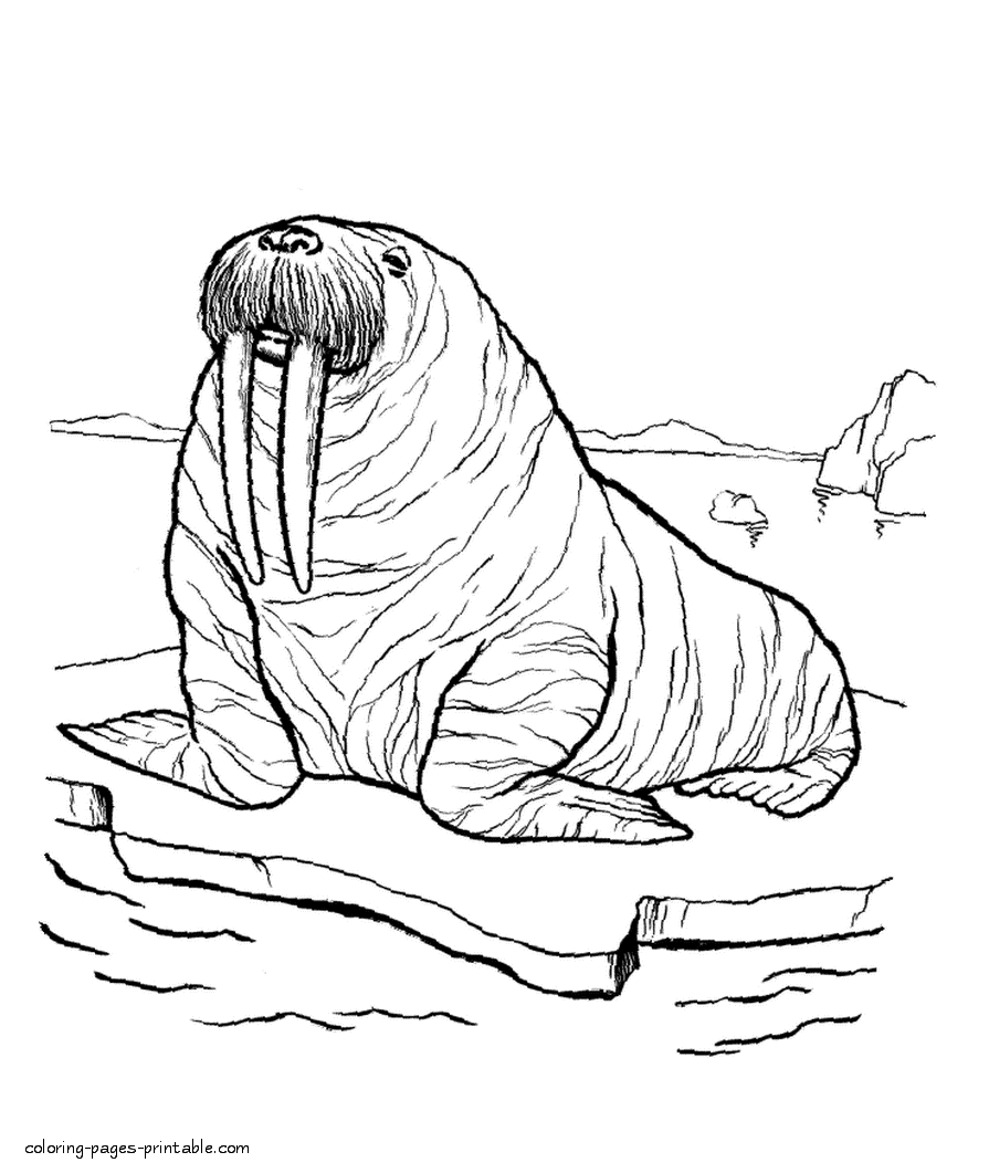 Сolouring pages of sea animals. Walrus || COLORING-PAGES-PRINTABLE.COM