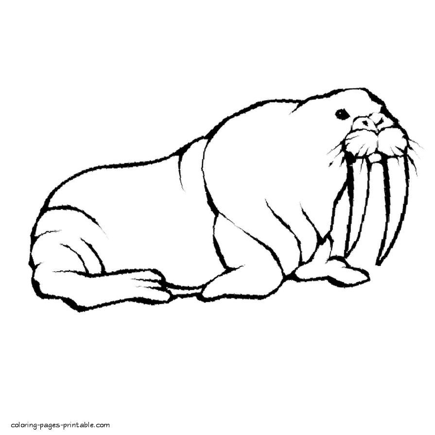 Download Coloring page of walrus || COLORING-PAGES-PRINTABLE.COM