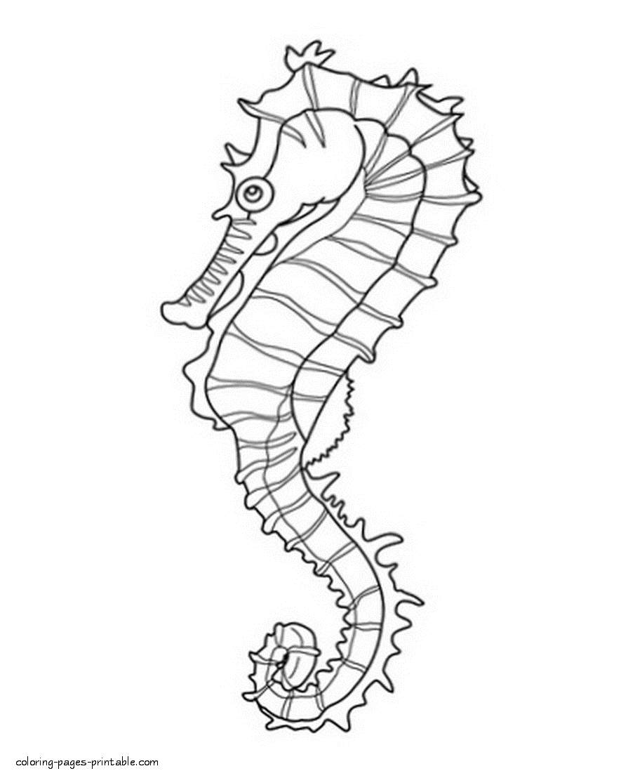 Sea horse coloring pages || COLORING-PAGES-PRINTABLE.COM
