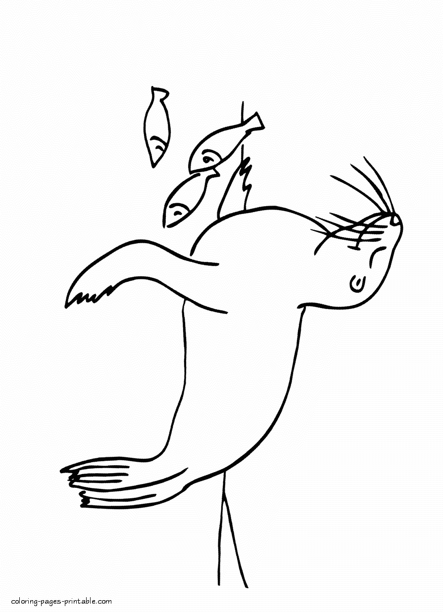 Seal coloring pages for children