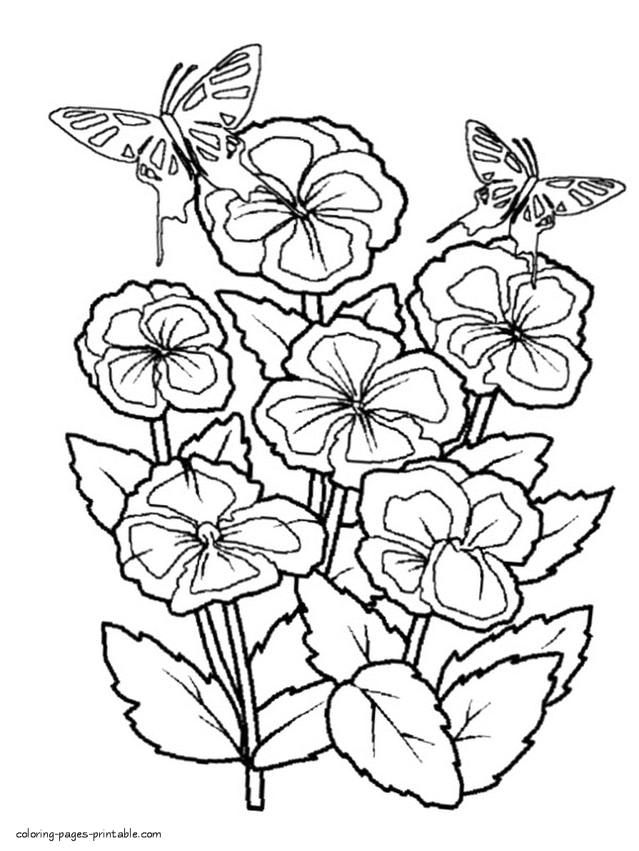 Butterfly Coloring Sheets || Coloring-Pages-Printable.com