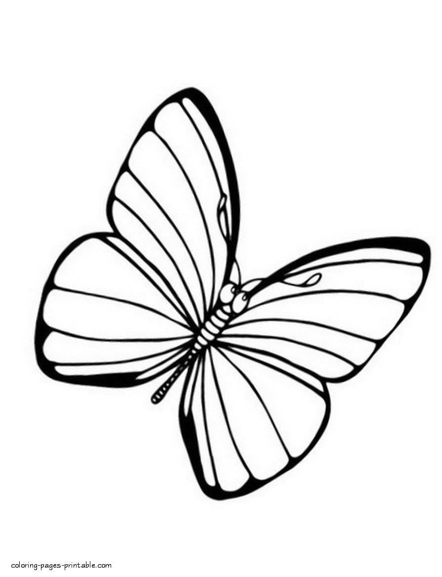 Colouring pages of butterfly || COLORING-PAGES-PRINTABLE.COM