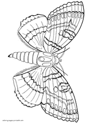 Butterfly coloring sheet for free printing