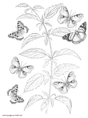 Butterfly coloring pages to print for free