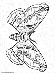 Coloring page of the moth. Night butterfly