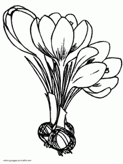 Crocus bulbs and flowers coloring pages. Spring