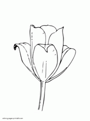 Tulip bud coloring page. Spring flower