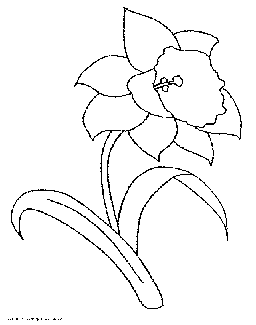 Daffodil coloring pages || COLORING-PAGES-PRINTABLE.COM